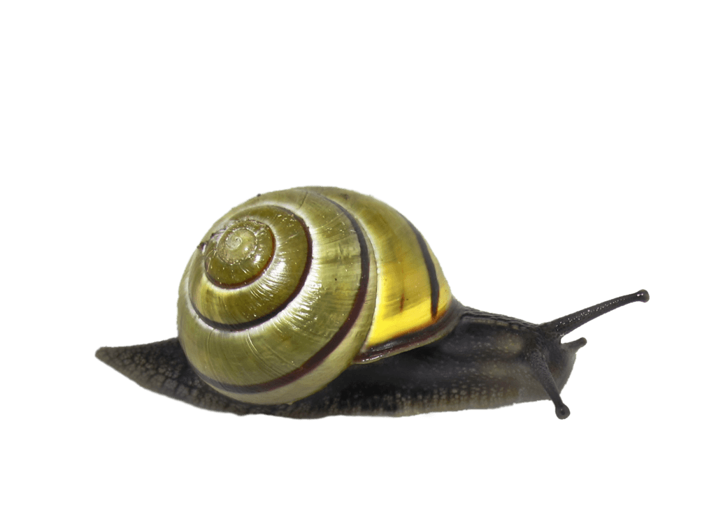 Snail Green
