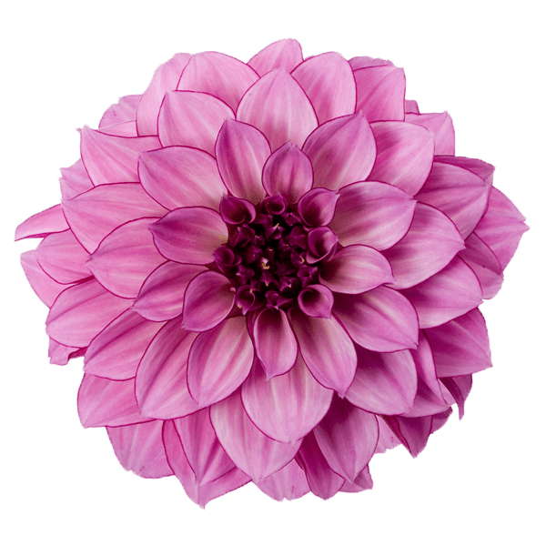 Dahlia Purple