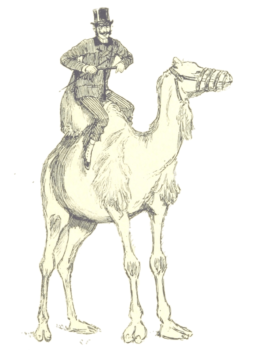 Victorian Man On Camel