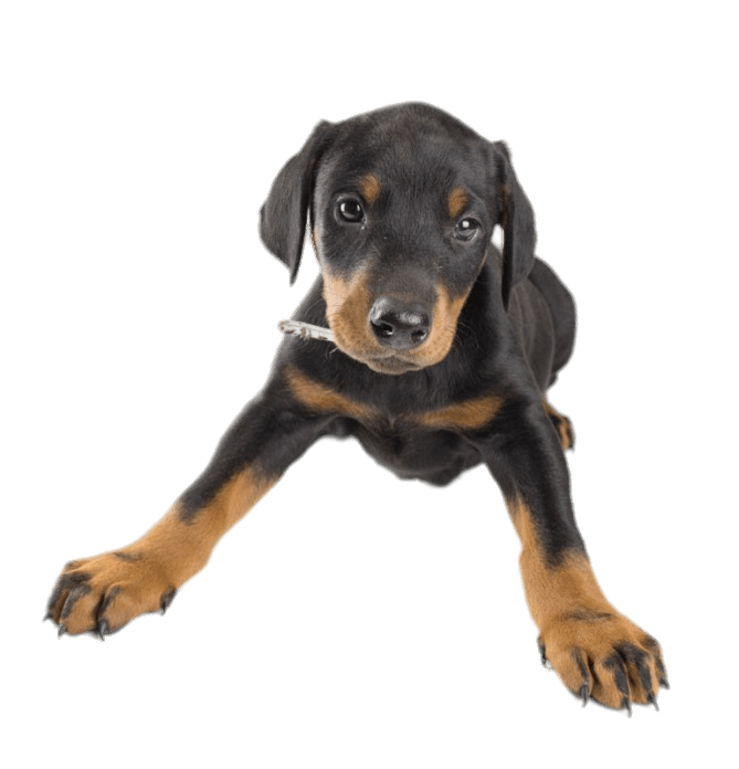 Doberman Puppy