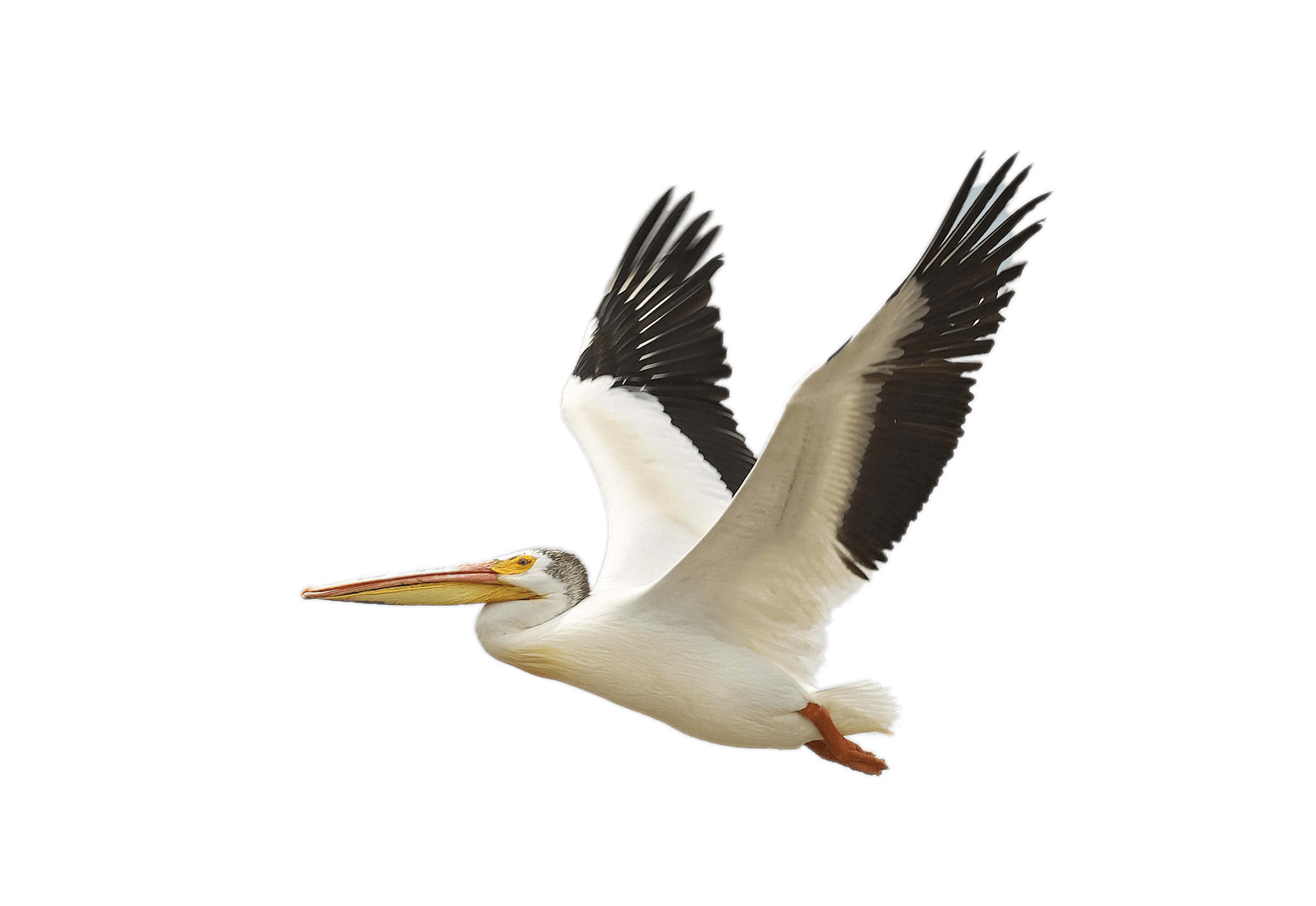 Flying White Pelican