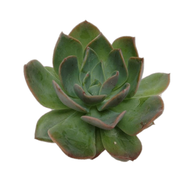 Echeveria Succulent