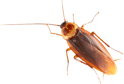 Brown Cockroach