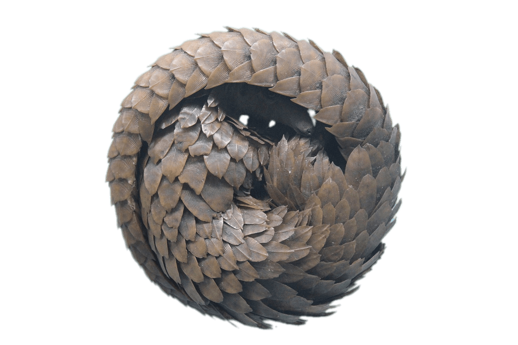 Rolled Up Pangolin