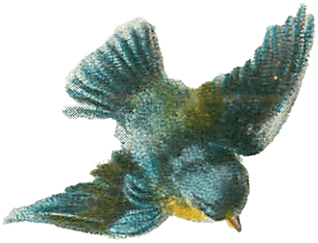 Vintage Bird Drawing