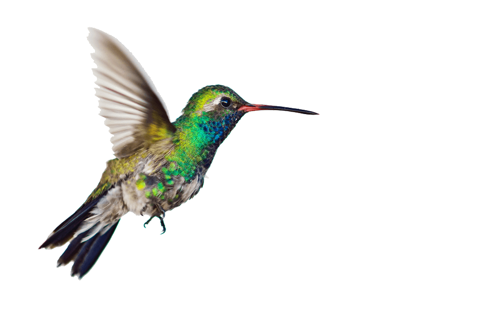 Hummingbird Side