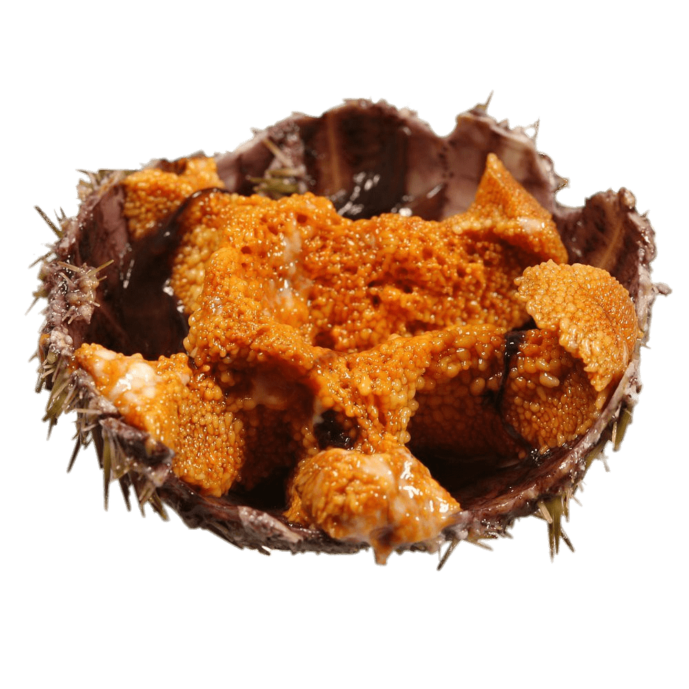 Insides of Sea Urchin