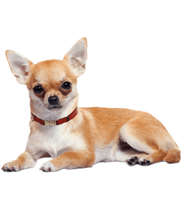 Chihuahua Lying Down