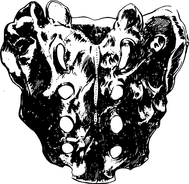 Sacrum Bone