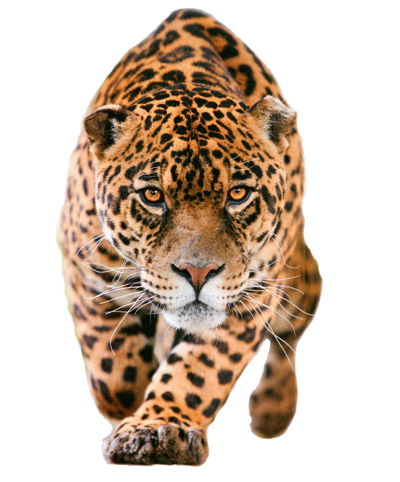 Jaguar Closer