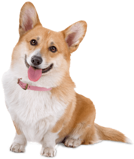 Cute Corgi Dog