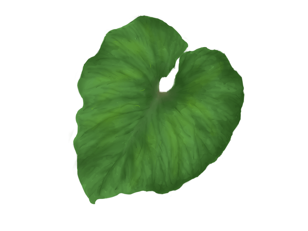Single Green Leaf
