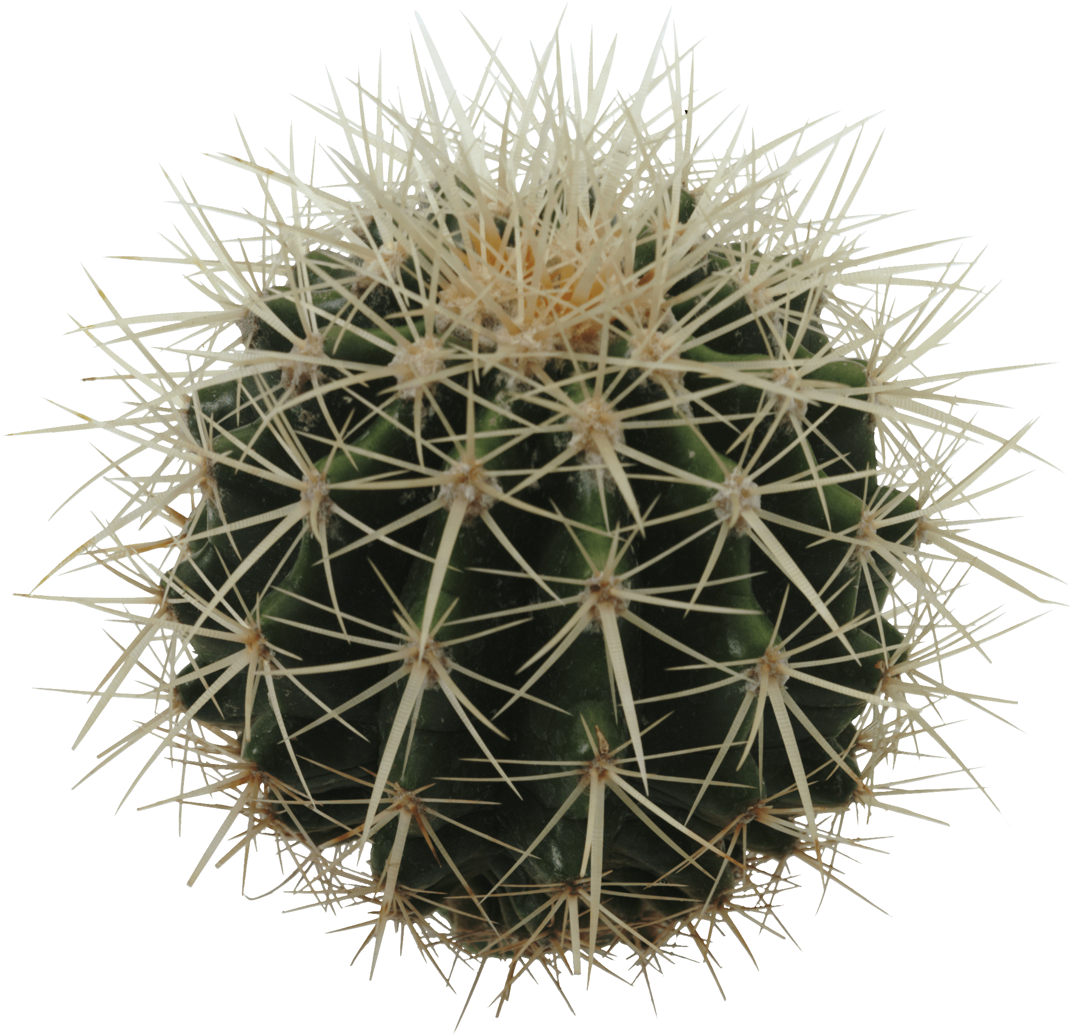 Sphere Cactus