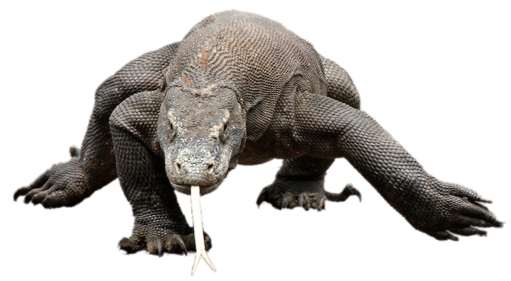 Komodo Dragon Walking