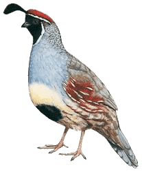 Gambel's Quail Illustration
