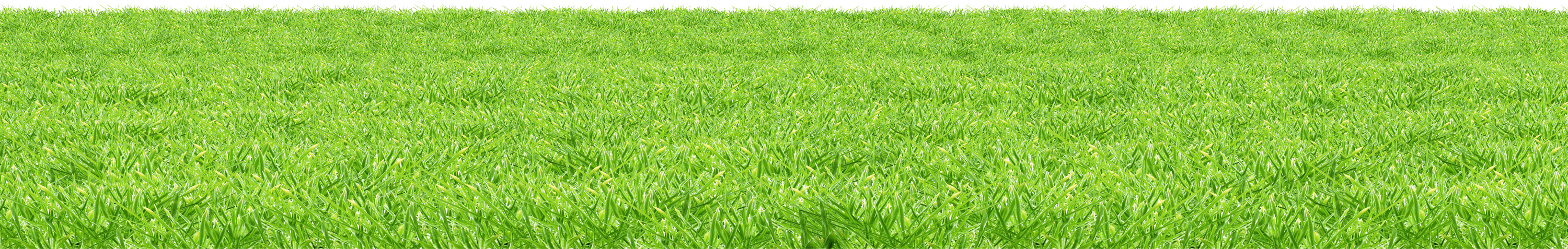 Grass Surface