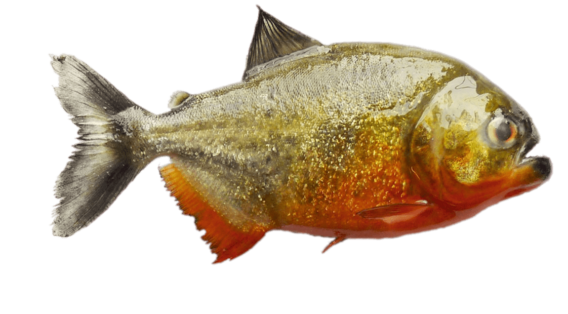 South American Piranha
