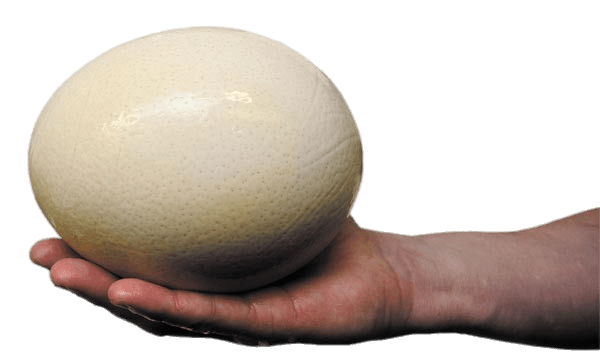 Ostrich Egg