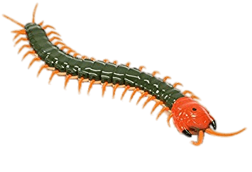 Remote Controlled Centipede