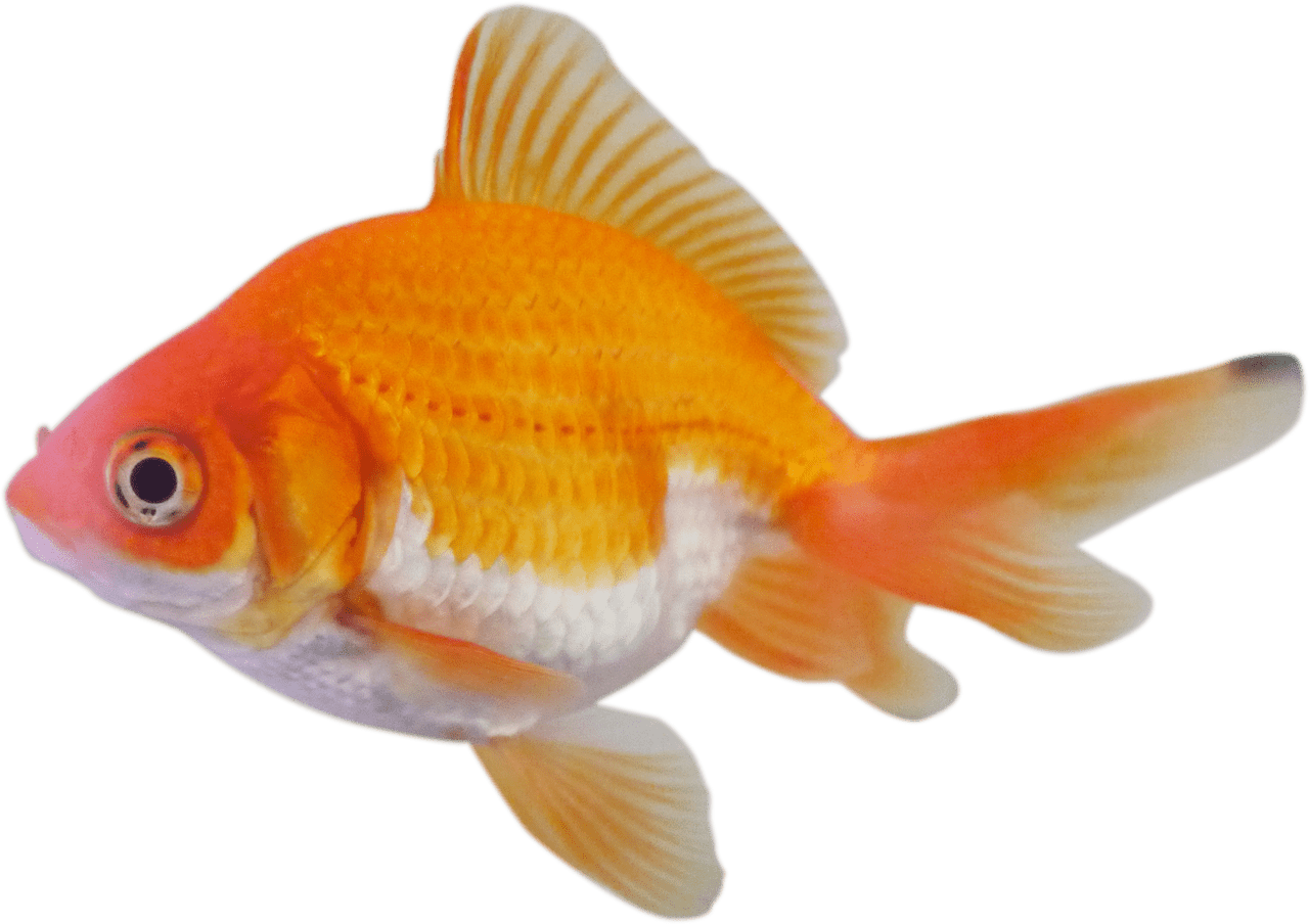 Goldfish