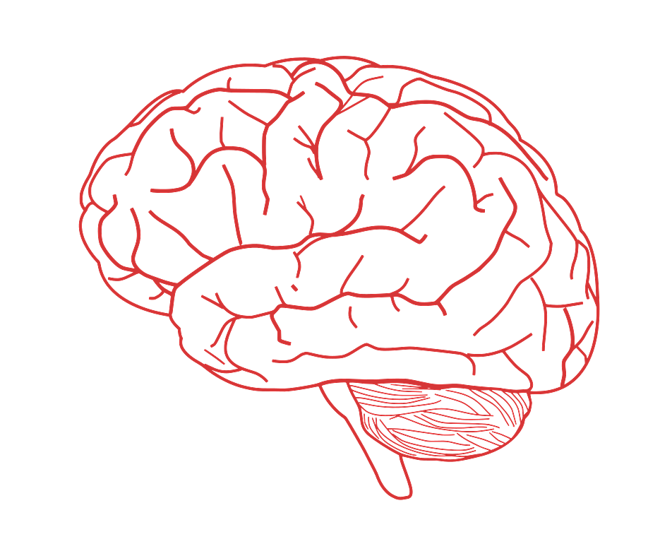 Red Drawing of Brain