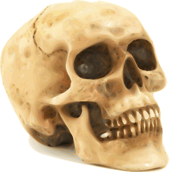 Photorealistic Skull