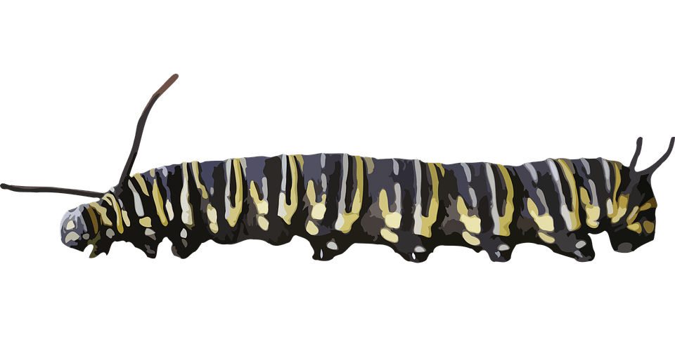 Caterpillar Yellow Black