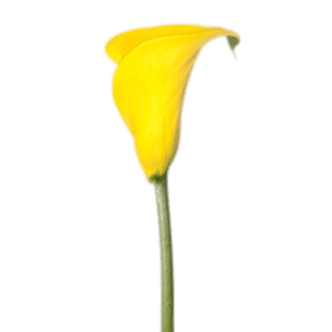 Yellow Calla Lily