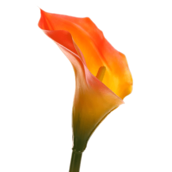Orange Calla Lily