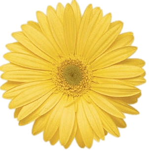 Yellow Gerbera