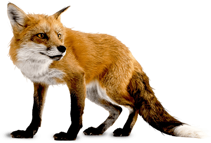 Fox Right