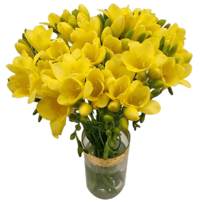 Bouquet Of Yellow Freesias