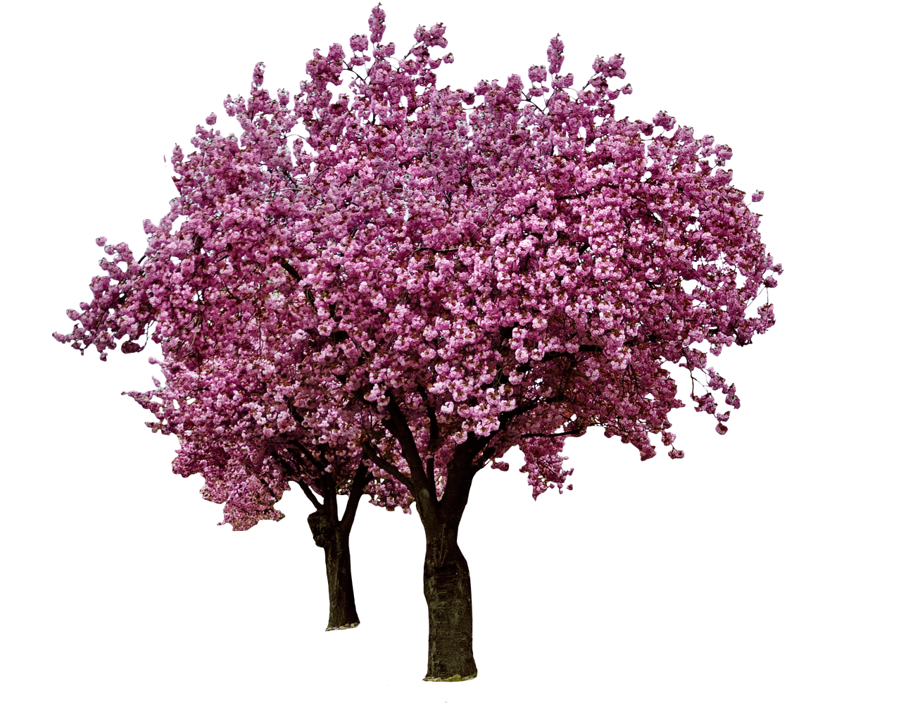 Spring Cherry Blossoms