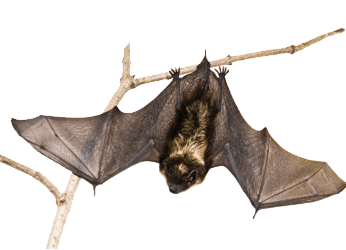 Bat on A Branch