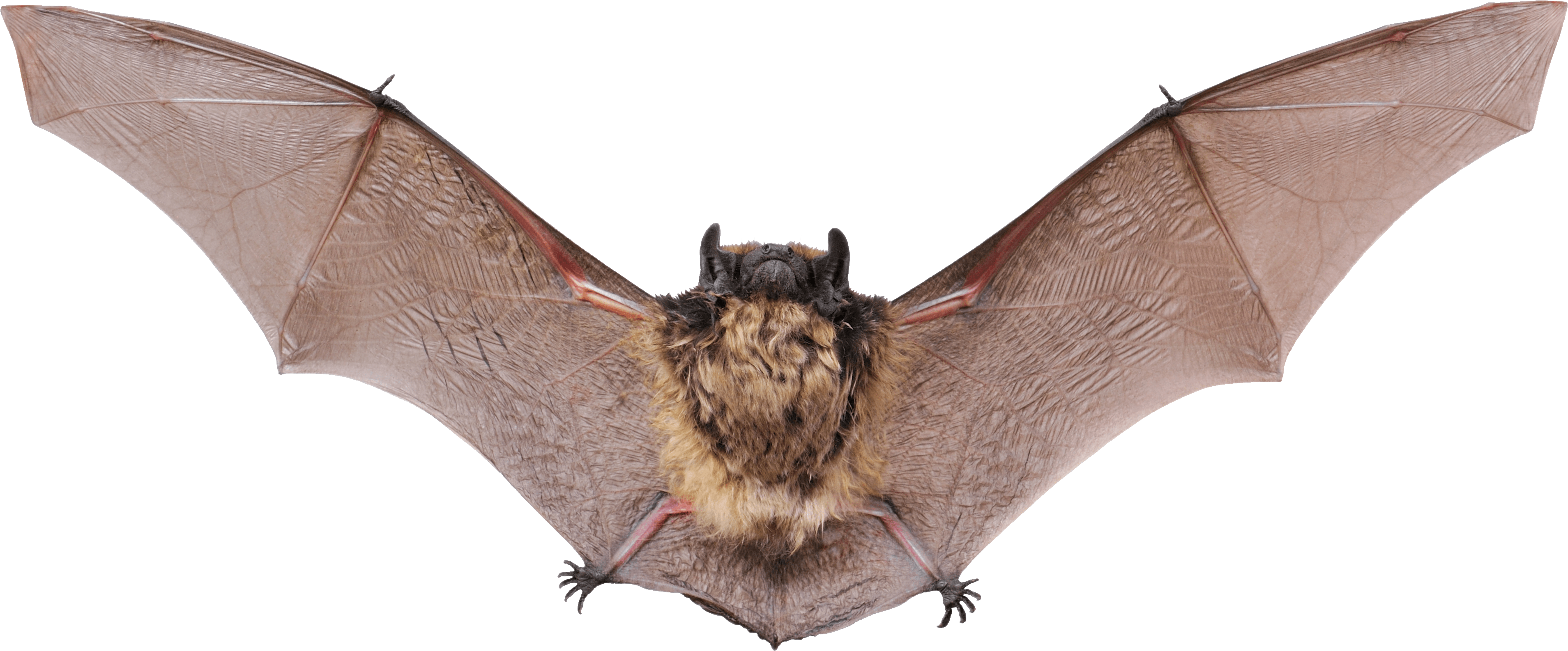 Small Bat Open Wings