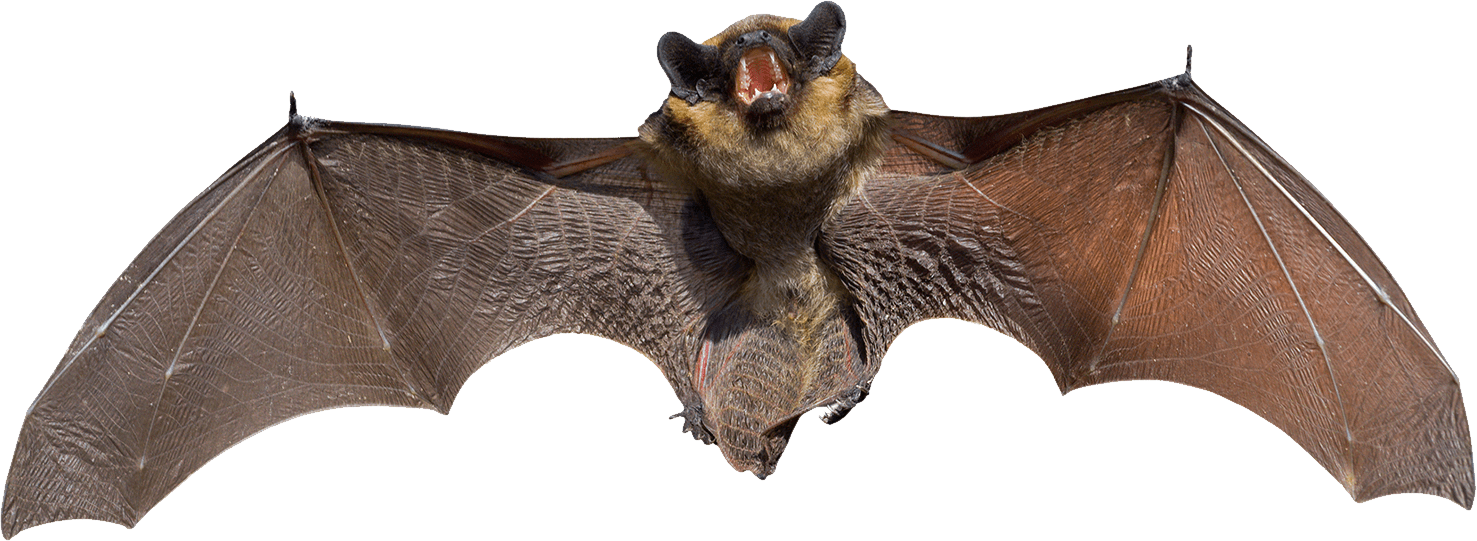 Angry Grey Bat