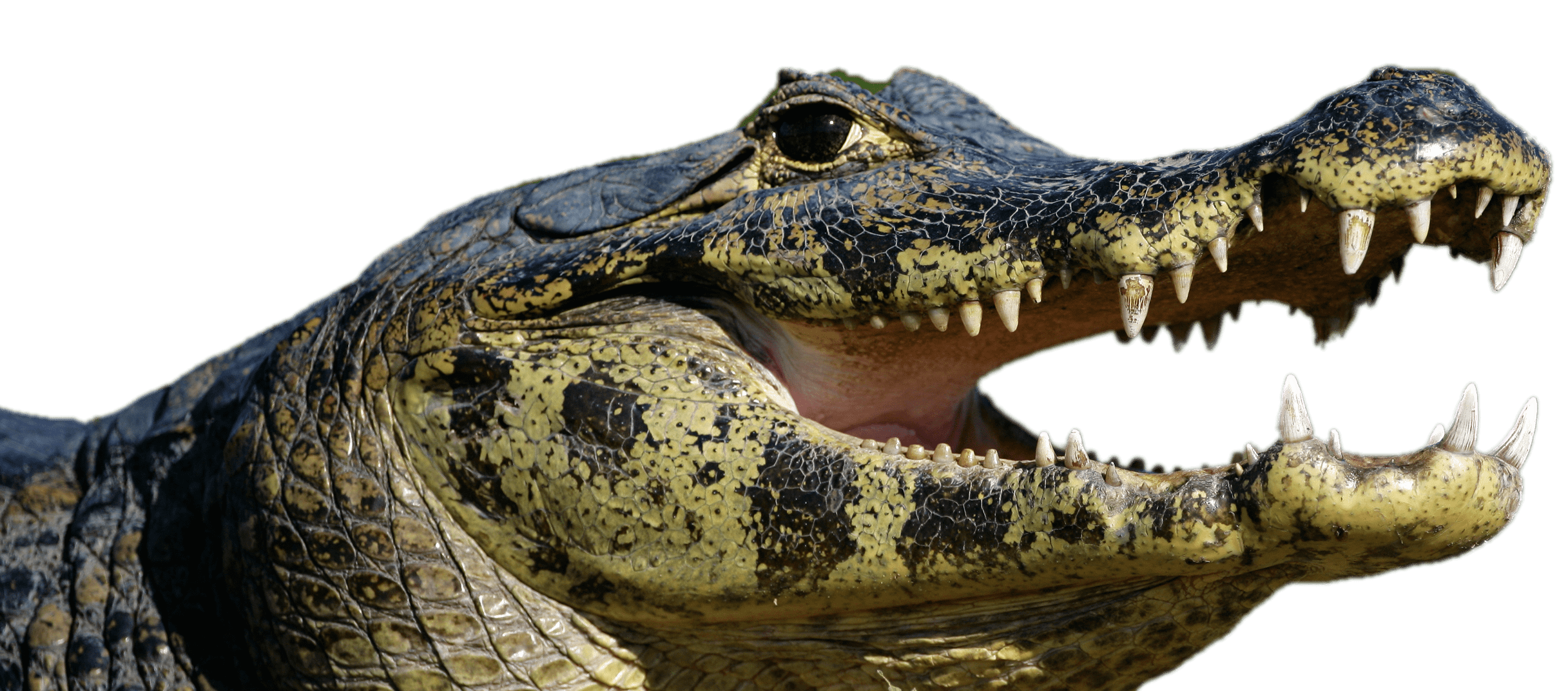 Caiman Open Mouth