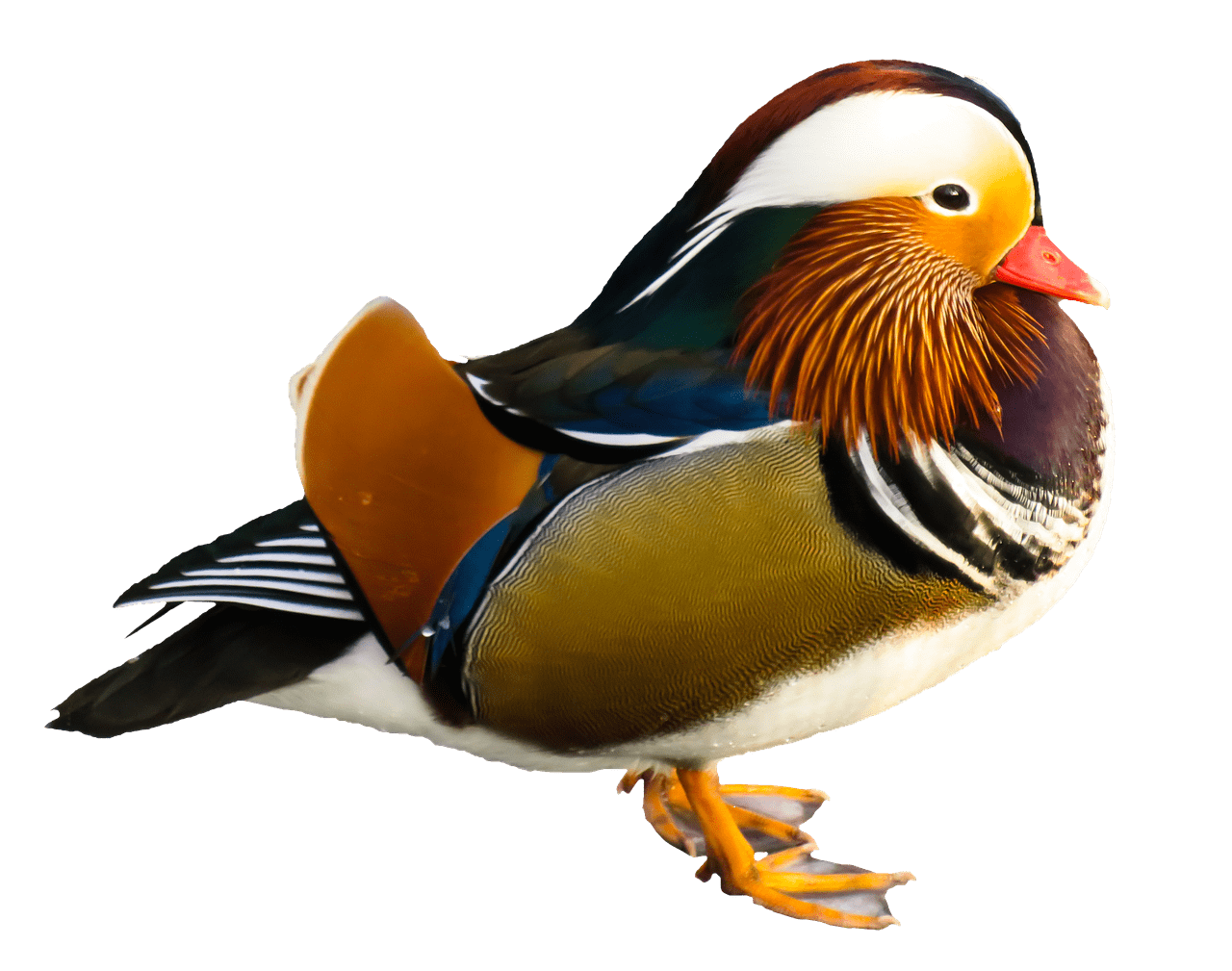 Bird Mandarin Duck