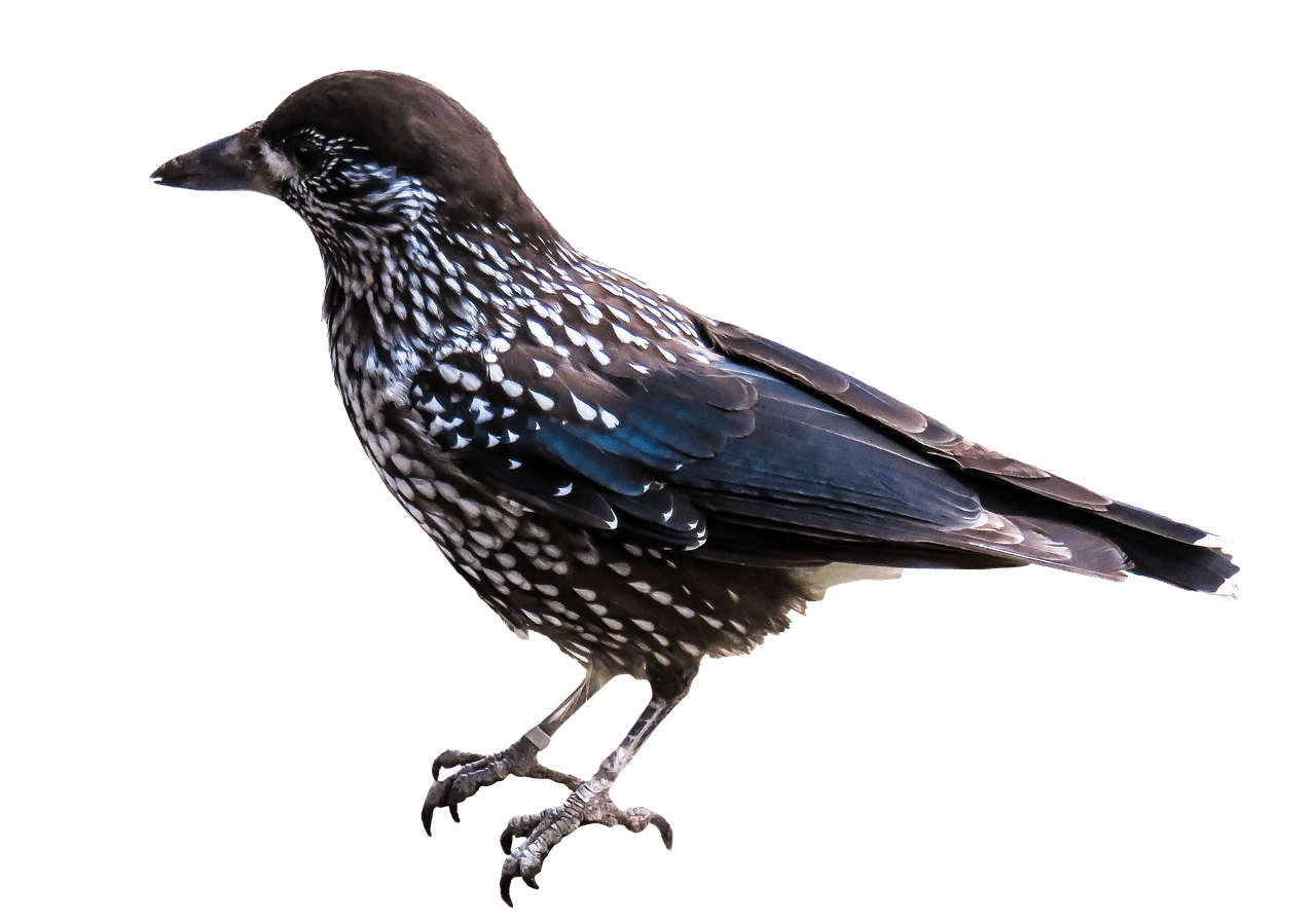 Starling