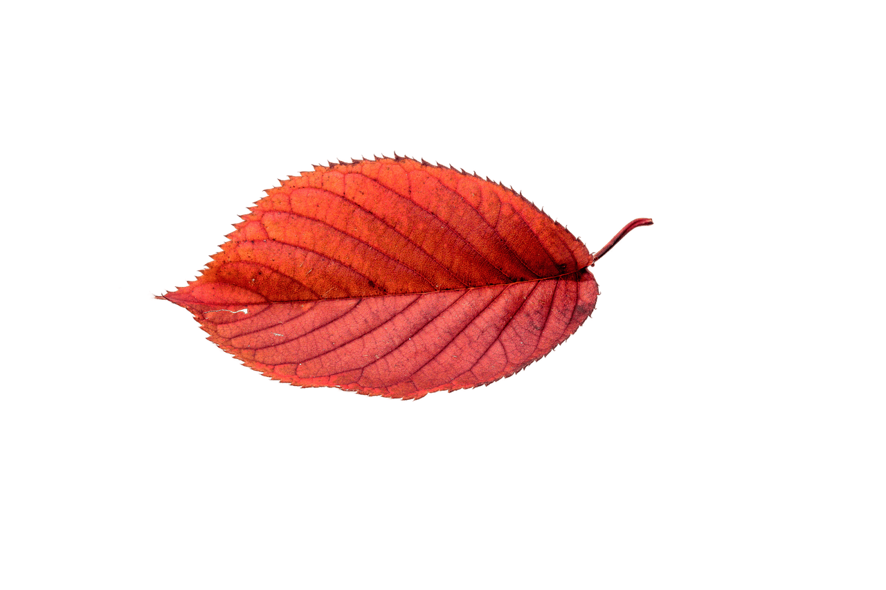 Autumn Beech Leaf