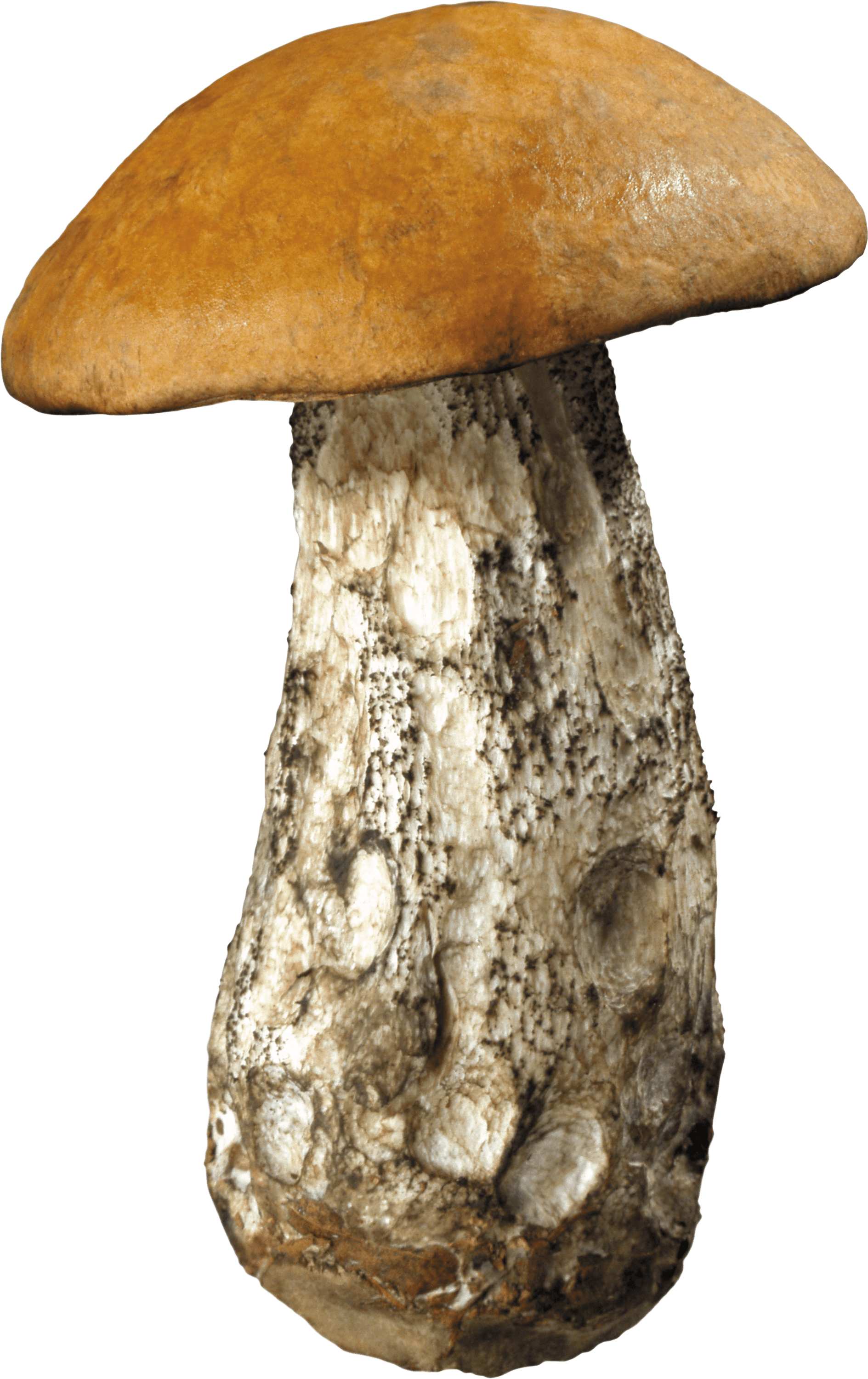 Large Forest Mushroom