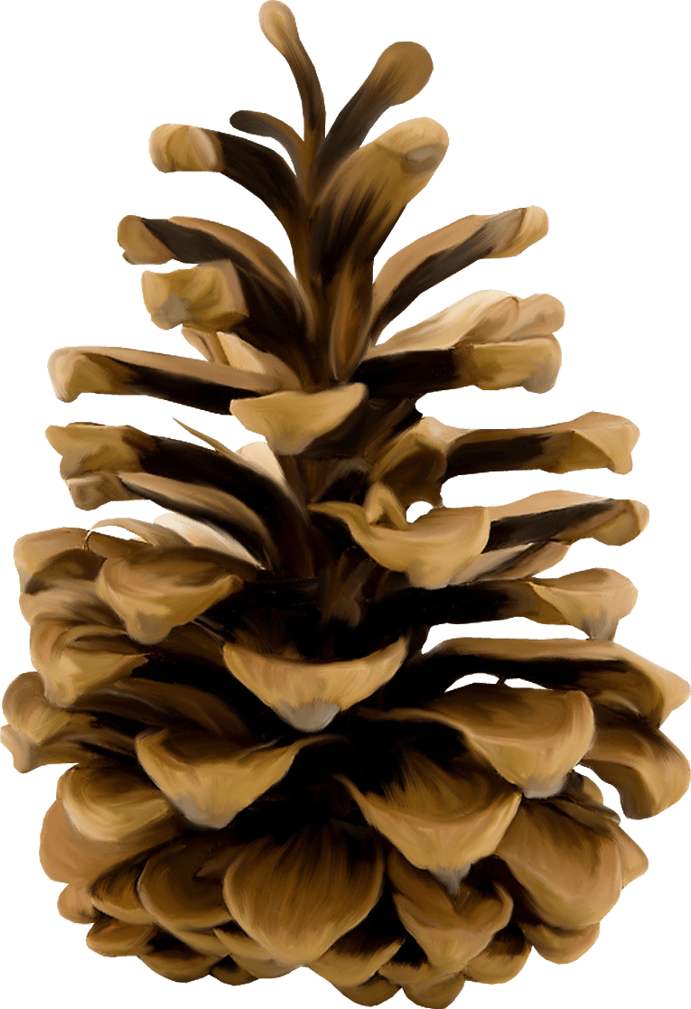 Pine Cone Illustration