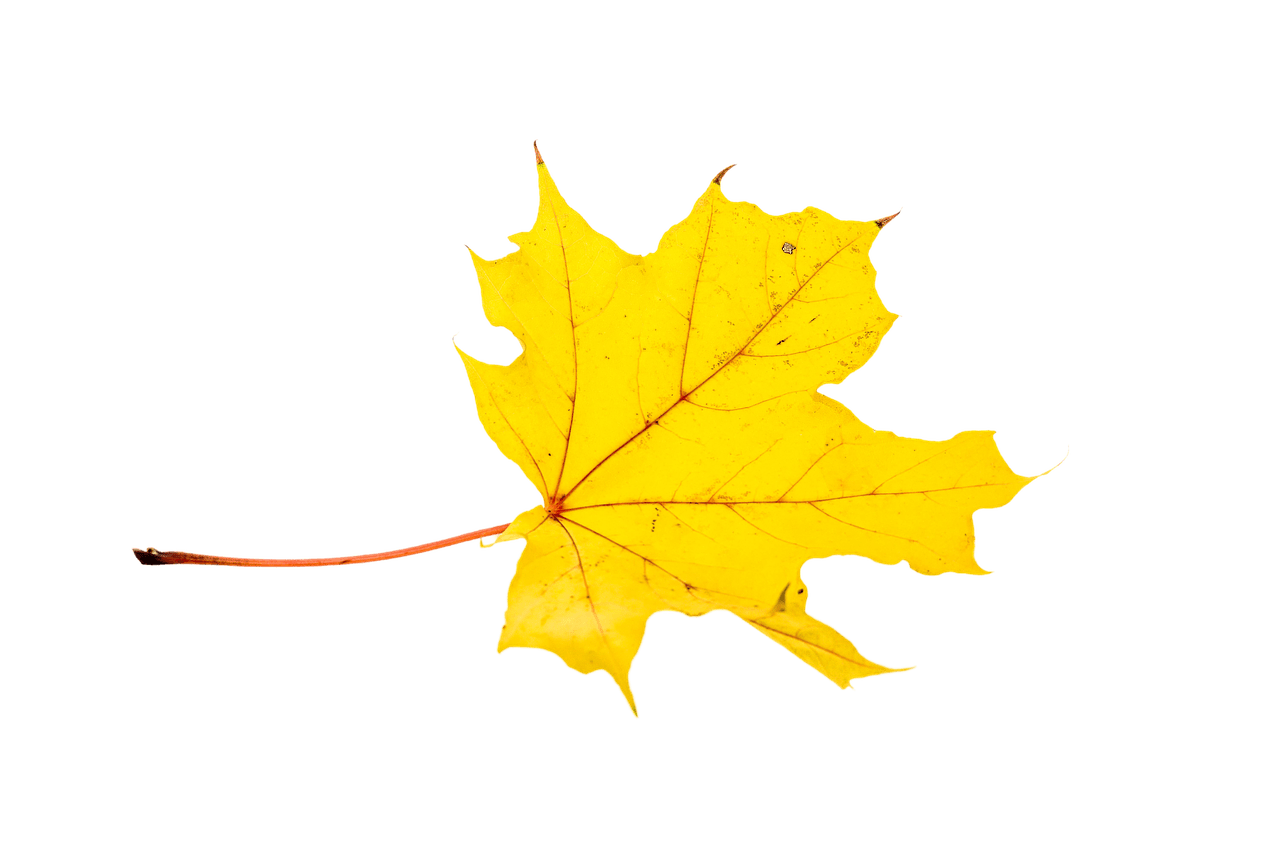 Autumn Yellow Leaf