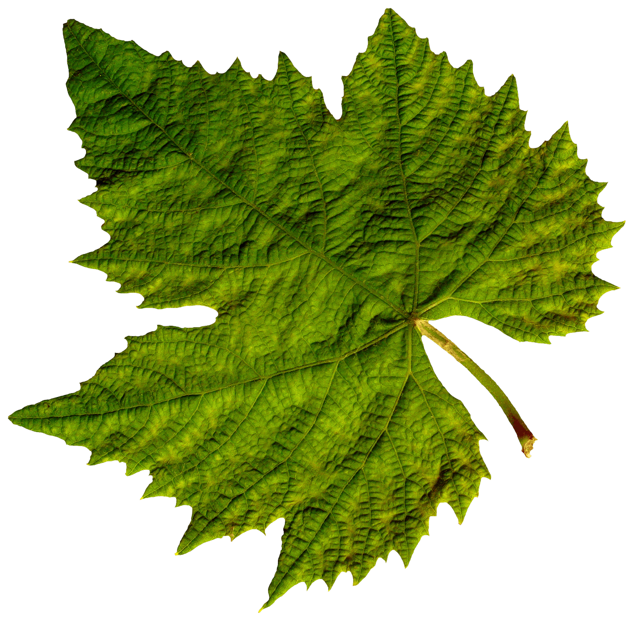 Isolated Green Leaf