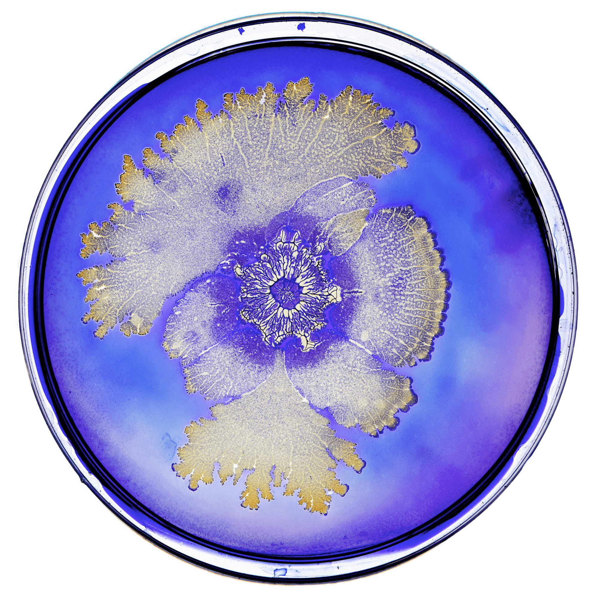 Bacteria In Petri Dish