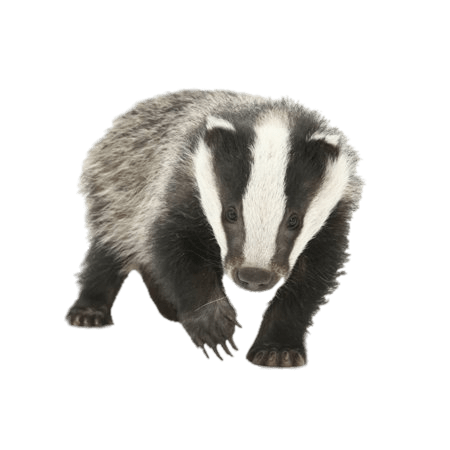 Young Badger