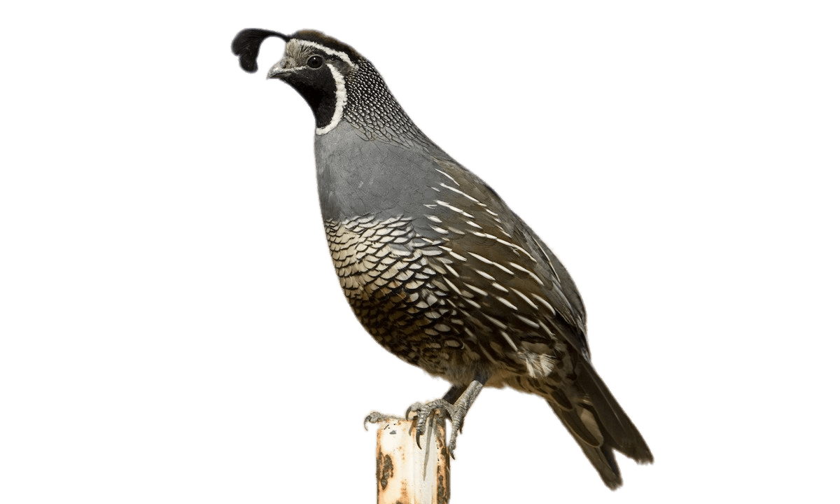 California Quail