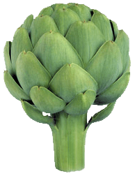 Large Artichoke