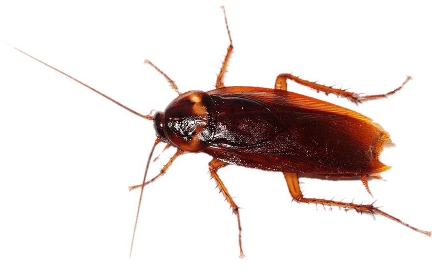 Cockroach