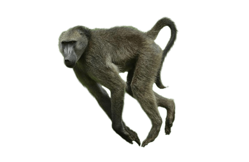 Running Baboon